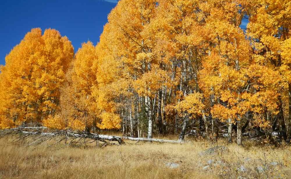 Wolves Are Back, and So Are the Aspens: Nature’s Comeback Story in ...